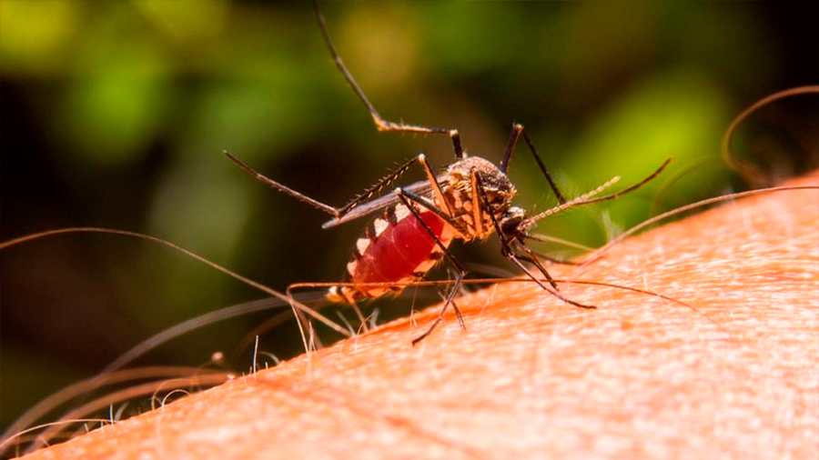 El parásito de la malaria manipula la actividad de sus genes para sobrevivir los cambios
