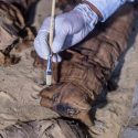 Momia de gato de 2,500 años asombró a los arqueólogos por lo que tiene en su interior