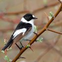 La evolución resetea el reloj anual de las aves migratorias
