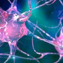 Logran captar cómo se ve la muerte de una neurona