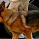 Los perros podrían salvar a especies en peligro de extinción