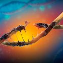 Descubren que algunos tipos de proteínas podrían estabilizar y reparar el daño del ADN