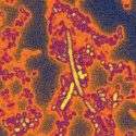 Para sobrevivir en el intestino humano, las bacterias necesitan un 'código de acceso' genético