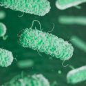 Estudio del MIT demuestra cómo los mocos combaten y matan a las bacterias
