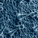 Nueva vacuna contra el herpes genital fue probada exitosamente en ratones y cobayas