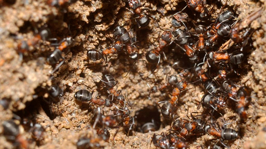 Una colonia de hormigas prospera sin luz en un búnker nuclear