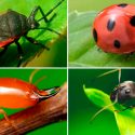 En 10 años desaparecieron hasta 67% de los insectos de Alemania y la agricultura parece ser la culpable