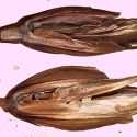 Descifrado el genoma del 'trigo del Faraón'