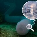 Pirosoma, la ‘extraña’ criatura marina compuesta por cientos de individuos clonados