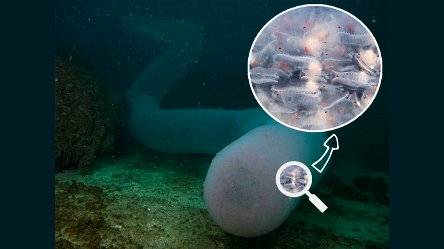 Pirosoma, la ‘extraña’ criatura marina compuesta por cientos de individuos clonados