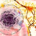 Un gen clave en el alzhéimer genético regula el desarrollo de las neuronas