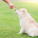 No eduques a tu perro a gritos, te lo dice la ciencia