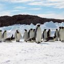 El pingüino emperador se encamina a la extinción por el calentamiento