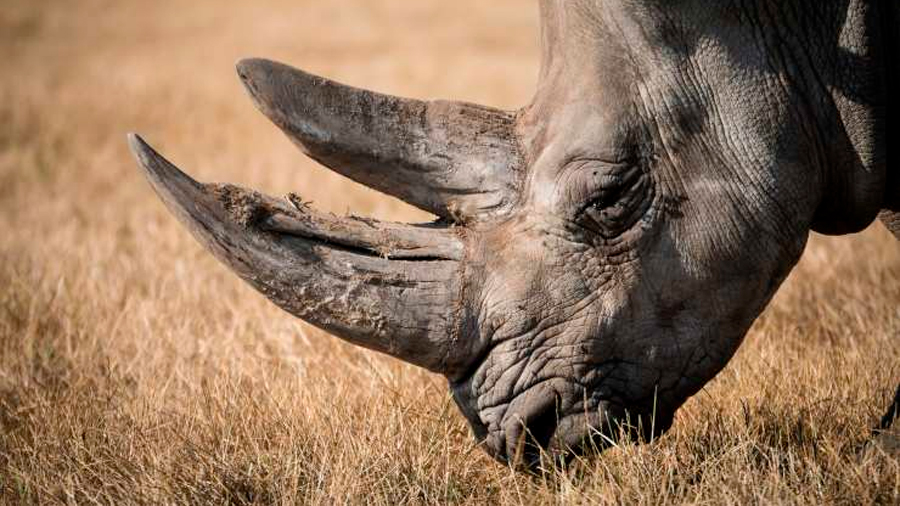 Científicos convertidos en falsificadores por el bien del rinoceronte