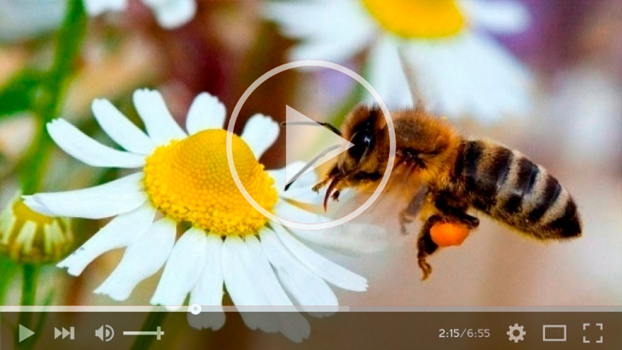 Las abejas fueron declaradas el ser vivo más importante del planeta