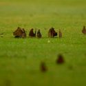 Polillas tropicales reducen su tamaño por cambio climático