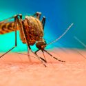 Diagnostican uno de los primeros casos de contagio de dengue por transmisión sexual en el mundo