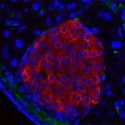 Células pancreáticas capaces de producir insulina en respuesta a la luz azul