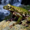 Investigadores descubren nueva especie rana de gran tamaño en bosque de México