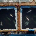 Rusia devuelve a su hábitat a las últimas belugas "encarceladas"