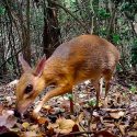 Descubren un ciervo ratón, la rara especie desaparecida desde hace décadas