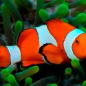 El pez que inspiró a 'Buscando a Nemo' percibe y usa luz ultravioleta