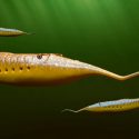 Rayos X obligan a reconsiderar la naturaleza del Monstruo de Tully