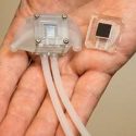 Científicos crean riñón artificial que mejorará el proceso de diálisis