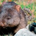 Científicos explican por qué los wombats generan heces en forma de cubo