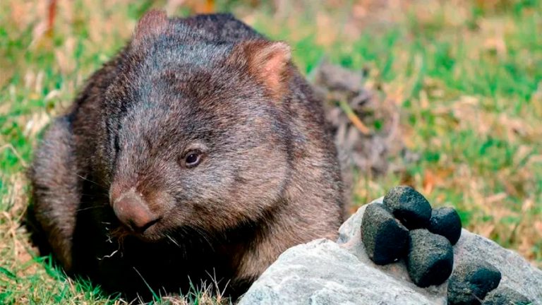Científicos explican por qué los wombats generan heces en forma de cubo ...