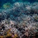 Científicos buscan respuesta a misteriosa enfermedad que mata los corales del Caribe mexicano