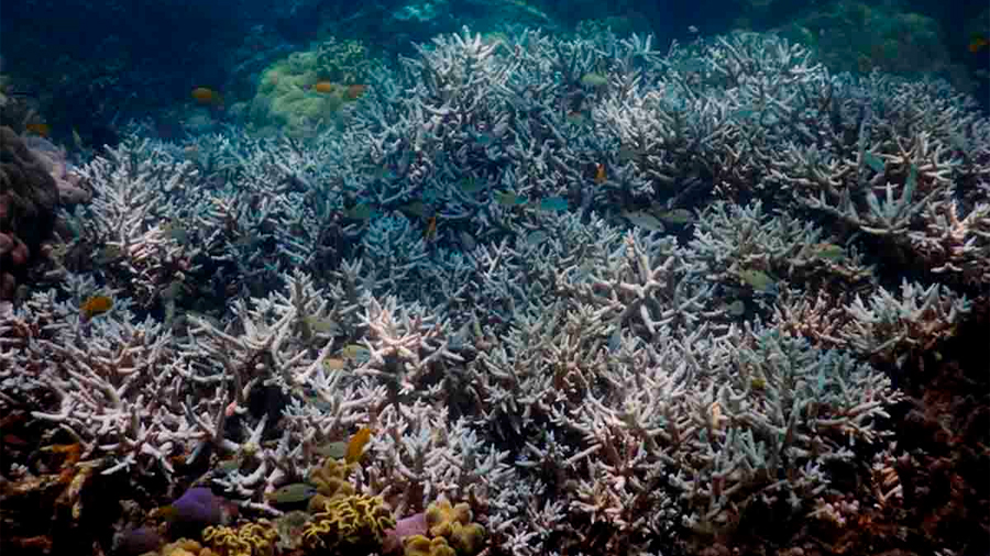 Científicos buscan respuesta a misteriosa enfermedad que mata los corales del Caribe mexicano