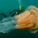 Descubren una medusa gigante… ¡del tamaño de una persona!