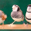 Identifican las neuronas de aprendizaje en pájaros cantores