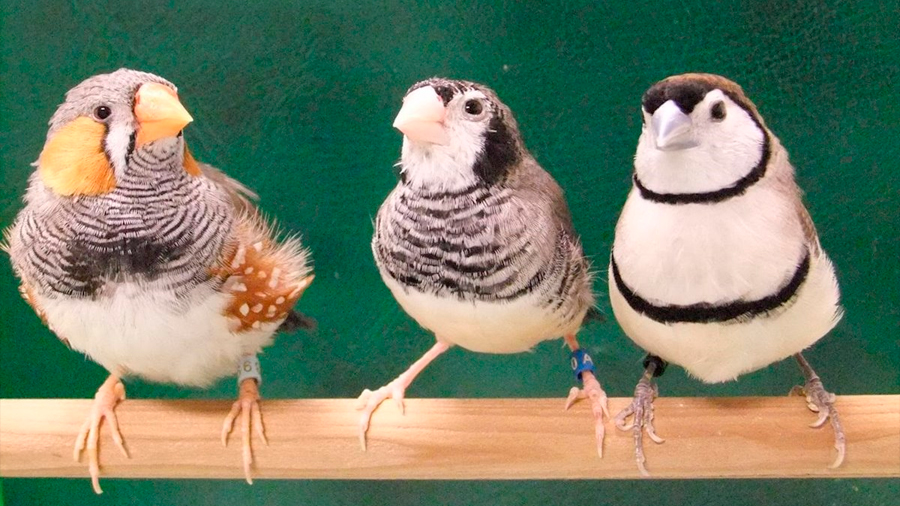 Identifican las neuronas de aprendizaje en pájaros cantores