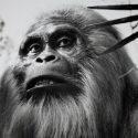 Científicos obtienen moléculas de hace 1.9 millones de años del primate más grande de la Tierra