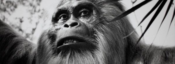 Científicos obtienen moléculas de hace 1.9 millones de años del primate más grande de la Tierra