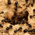 El increíble secreto de las hormigas para evitar que se produzcan embotellamientos