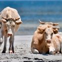 Vacas que se llevó el huracán Dorian y aparecieron vivas meses después