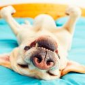 Los animales también mienten o mandan señales equívocas