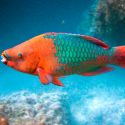 Los peces loro ingresan a la lista de especies mexicanas en riesgo