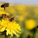 El ADN revela las flores favoritas de las abejas