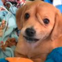 Narwhal, el cachorrito ‘unicornio’ con una segunda cola en su frente
