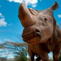 Crear cuernos de rinoceronte falsos en busca de salvar a esta especie de la extinción