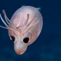 Hallan ‘extraña’ criatura marina que usa amoníaco para flotar
