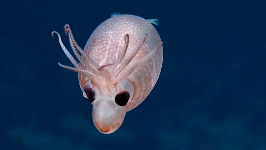Hallan ‘extraña’ criatura marina que usa amoníaco para flotar