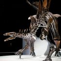 El estegosaurio más completo de Europa fue hallado por sorpresa en un almacén