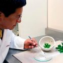 El anticonceptivo natural que científicos mexicanos crearon con una planta que está en tu jardín
