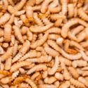 Científicos estiman que habría iniciado el apocalipsis de los insectos