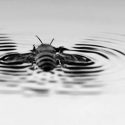 Nuevo estudio revela que las abejas saben nadar y sobreviven hasta 10 minutos en el agua